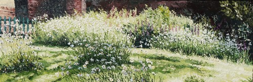 marguerites au soleil