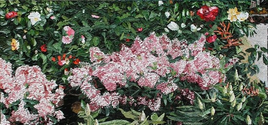 Fleurs, Skimmia Japonica, à la jardinerie de Poulainville. 2012. (74cmx35cm)